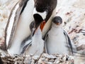 Gentoo penguin, Pygoscelis papua, mother feeding chick, Antarctica Royalty Free Stock Photo