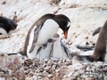 Gentoo penguin, Pygoscelis papua, mother with two chicks on Cuverville Island, Antarctic Peninsula, Antarctica Royalty Free Stock Photo