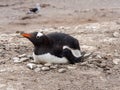 Gentoo penguin, Pygoscelis papua, on the nest of Sounder Island, Falkland Islands-Malvinas