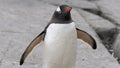 Gentoo penguin Pygoscelis papua portrait. Antarctic Peninsula