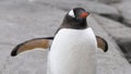 Gentoo penguin Pygoscelis papua portrait. Antarctic Peninsula