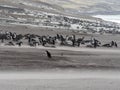 Gentoo penguin, Pygoscelis papua, resist the sandstorm of Sounder Island, Falkland Islands-Malvinas