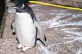 The gentoo penguin Pygoscelis papua is a penguin species in the genus Pygoscelis