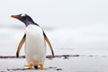 Gentoo Penguin (Pygoscelis papua) standing on a white sand beach Royalty Free Stock Photo