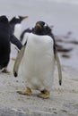 Gentoo Penguin (Pygoscelis papua) at Volunteer Point, Falkland I Royalty Free Stock Photo