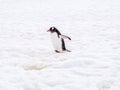 Gentoo penguin, Pygoscelis papua, waddling in snow on Petermann Island, Antarctic Peninsula, Antarctica Royalty Free Stock Photo