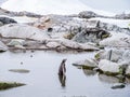 Gentoo penguin, Pygoscelis papua, wading in water, Petermann Isl
