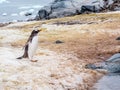 Gentoo penguin, Pygoscelis papua, walking on Petermann Island, A