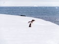 Gentoo penguin, Pygoscelis papua, walking in snow, Mikkelsen Harbour on Trinity Island, Antarctic Peninsula, Antarctica Royalty Free Stock Photo