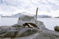 Gentoo penguin (Pygoscelis papua) and whale bone in Paradise Harbor, Antarctica Royalty Free Stock Photo