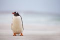 Gentoo Penguin (Pygoscelis papua) on a white sand beach. Falklan Royalty Free Stock Photo