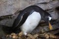 Gentoo penguin Pygoscelis papua. Royalty Free Stock Photo