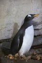 Gentoo penguin Pygoscelis papua. Royalty Free Stock Photo