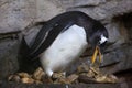 Gentoo penguin Pygoscelis papua. Royalty Free Stock Photo