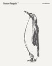 Gentoo Penguin realistic hand drawn, sketch