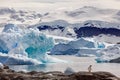 Gentoo penguin on a rock surrounded by the ocean and icebergs in Antarctica