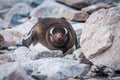 Gentoo penguin on rocks looking at camera