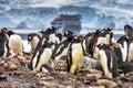 Gentoo Penguin Rookery Ship Yankee Harbor Antarctica