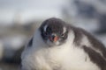 Gentoo penguin single. Penguin portrait in Antarctica on blur background, Argentine islands.