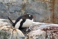 Gentoo penguin sitting on a chick Royalty Free Stock Photo