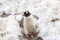 Gentoo penguin in the snow. Royalty Free Stock Photo