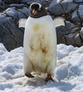 Gentoo Penguin Snow Highway Rookery Damoy Point Antarctica Royalty Free Stock Photo