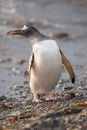 Gentoo penguin, South Georgia, Antarctica