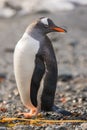 Gentoo penguin, South Georgia, Antarctica