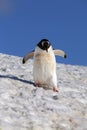 Gentoo Penguin - South Shetland Islands - Antarctica