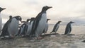 Gentoo penguin stand on frozen ice rock shore Royalty Free Stock Photo