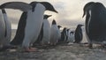 Gentoo penguin stand on frozen ice rock shore Royalty Free Stock Photo