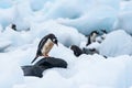 Gentoo Penguin standing on a rock amid beached icebergs, more penguins in the background, Cuverville Island, Antarctica