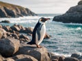 Gentoo penguin standing on a rock