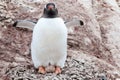 Gentoo penguin - Pygoscelis papua - with spreaded wings and egg between legs and feet Royalty Free Stock Photo