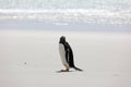 A Gentoo penguin stands on the beach in The Neck on Saunders Island, Falkland Islands