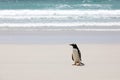 A Gentoo penguin stands on the beach in The Neck on Saunders Island, Falkland Islands Royalty Free Stock Photo