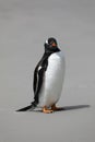 A Gentoo penguin stands on the beach in The Neck on Saunders Island, Falkland Islands