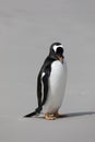 A Gentoo penguin stands on the beach in The Neck on Saunders Island, Falkland Islands