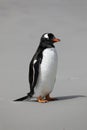 A Gentoo penguin stands on the beach in The Neck on Saunders Island, Falkland Islands Royalty Free Stock Photo