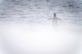 Gentoo penguin stands facing away waving flippers Royalty Free Stock Photo