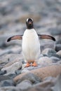 Gentoo penguin stands facing camera flippers extended Royalty Free Stock Photo