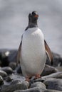 Gentoo penguin stands on rock facing camera Royalty Free Stock Photo