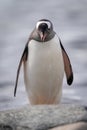 Gentoo penguin stands with rock hiding feet