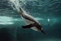 Gentoo Penguin swim underwater Royalty Free Stock Photo