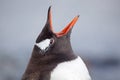 Gentoo penguin vocalizing, Antarctica