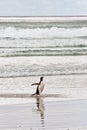 Gentoo penguin waddle out of the sea