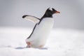 Gentoo penguin waddles across snow facing right Royalty Free Stock Photo