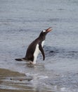 Wading Gentoo Penguin with Its Orange Beak Open