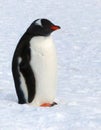 A Gentoo penguin waiting for the snow to melt