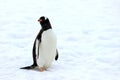 Gentoo penguin walking on snow in Antarctic Peninsula Royalty Free Stock Photo